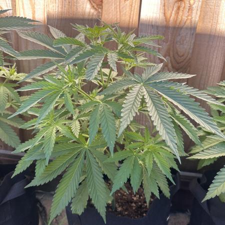 Genius Juice x C99 Outdoor Grow