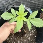Fast Buds Mix Pack FF Outdoor