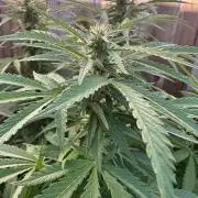 Fast Buds Mix Pack FF Outdoor