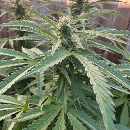 Fast Buds Mix Pack FF Outdoor