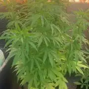 Fast Buds Mix Pack FF Outdoor