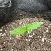 Frostbanger Outdoor