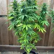 Fast Buds Mix Pack FF Outdoor