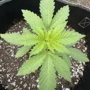 Gorilla Melon Outdoor Grow