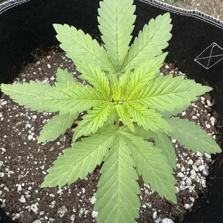 Gorilla Melon Outdoor Grow