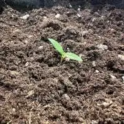 Bubblegum Auto Outdoor