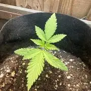 Frostbanger Outdoor