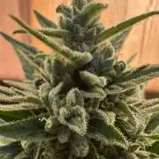 Slime Machine Outdoor Grow