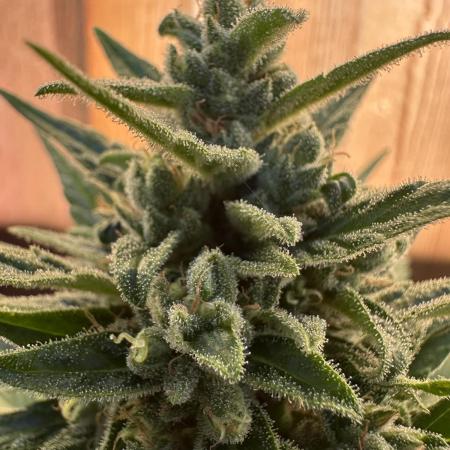 Slime Machine Outdoor Grow