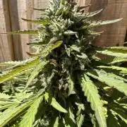 Fast Buds Mix Pack FF Outdoor
