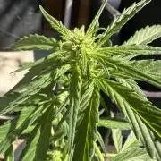 Slime Machine Outdoor Grow