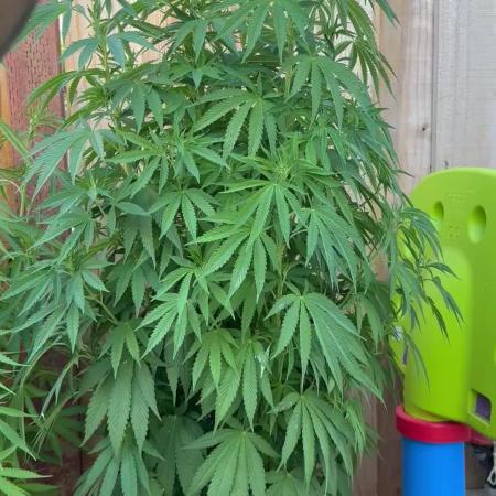 Gorilla Melon Outdoor Grow