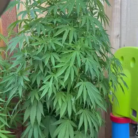 Gorilla Melon Outdoor Grow
