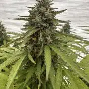 Fast Buds Mix Pack FF Outdoor