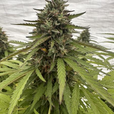 Fast Buds Mix Pack FF Outdoor