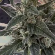 Slime Machine Outdoor Grow