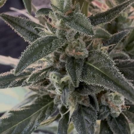 Slime Machine Outdoor Grow