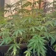 Genius Juice x C99 Outdoor Grow