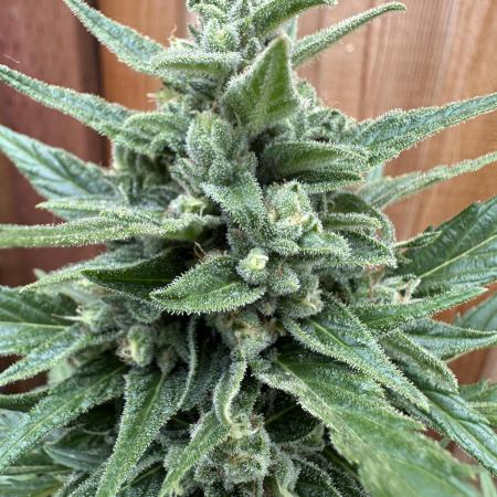 Slime Machine Outdoor Grow