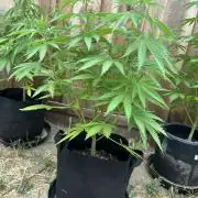 Genius Juice x C99 Outdoor Grow