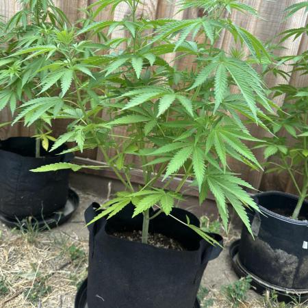 Genius Juice x C99 Outdoor Grow