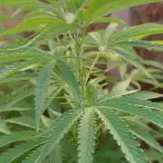Genius Juice x C99 Outdoor Grow