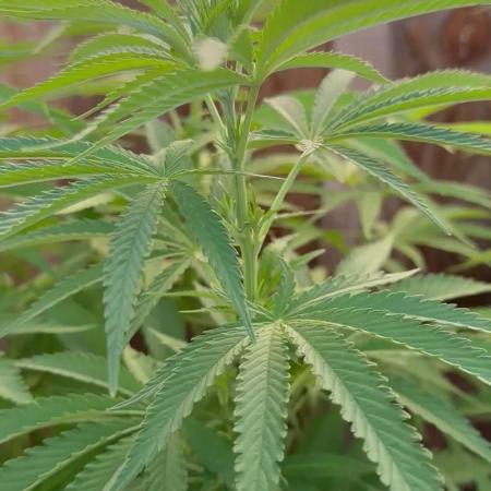 Genius Juice x C99 Outdoor Grow