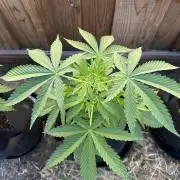 Genius Juice x C99 Outdoor Grow