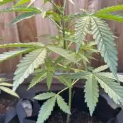 Genius Juice x C99 Outdoor Grow