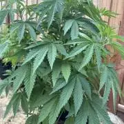 Gorilla Melon Outdoor Grow