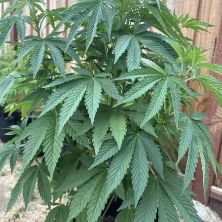 Gorilla Melon Outdoor Grow