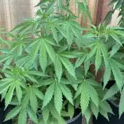 Fast Buds Mix Pack FF Outdoor