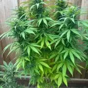 Fast Buds Mix Pack FF Outdoor
