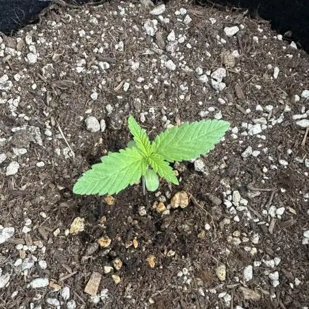 Gorilla Melon Outdoor Grow
