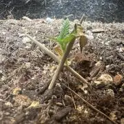 Bubblegum Auto Outdoor