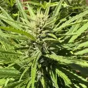 Genius Juice x C99 Outdoor Grow