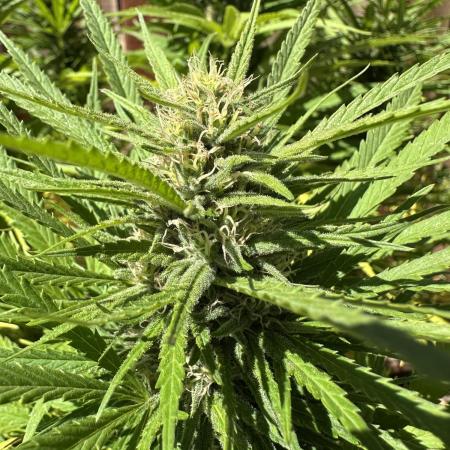 Genius Juice x C99 Outdoor Grow