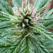 Gorilla Melon Outdoor Grow