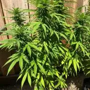 Fast Buds Mix Pack FF Outdoor