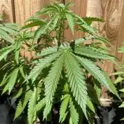 Genius Juice x C99 Outdoor Grow