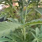 Fast Buds Mix Pack FF Outdoor
