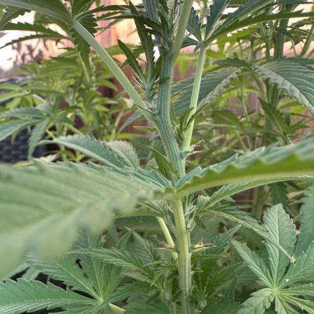 Fast Buds Mix Pack FF Outdoor