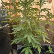 Fast Buds Mix Pack FF Outdoor