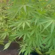 Genius Juice x C99 Outdoor Grow