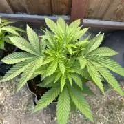 Gorilla Melon Outdoor Grow