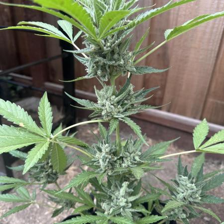 Frostbanger Outdoor