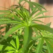 Gorilla Melon Outdoor Grow