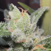 Slime Machine Outdoor Grow