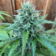 Fast Buds Mix Pack FF Outdoor