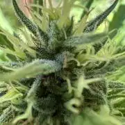 Genius Juice x C99 Outdoor Grow